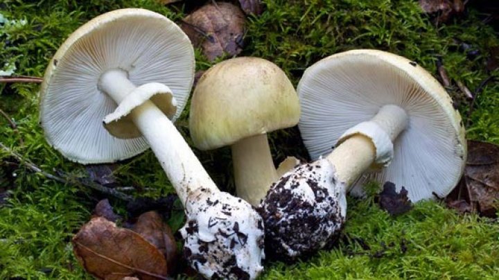 Una dintre cele mai toxice ciuperci din lume creşte în Republica Moldova